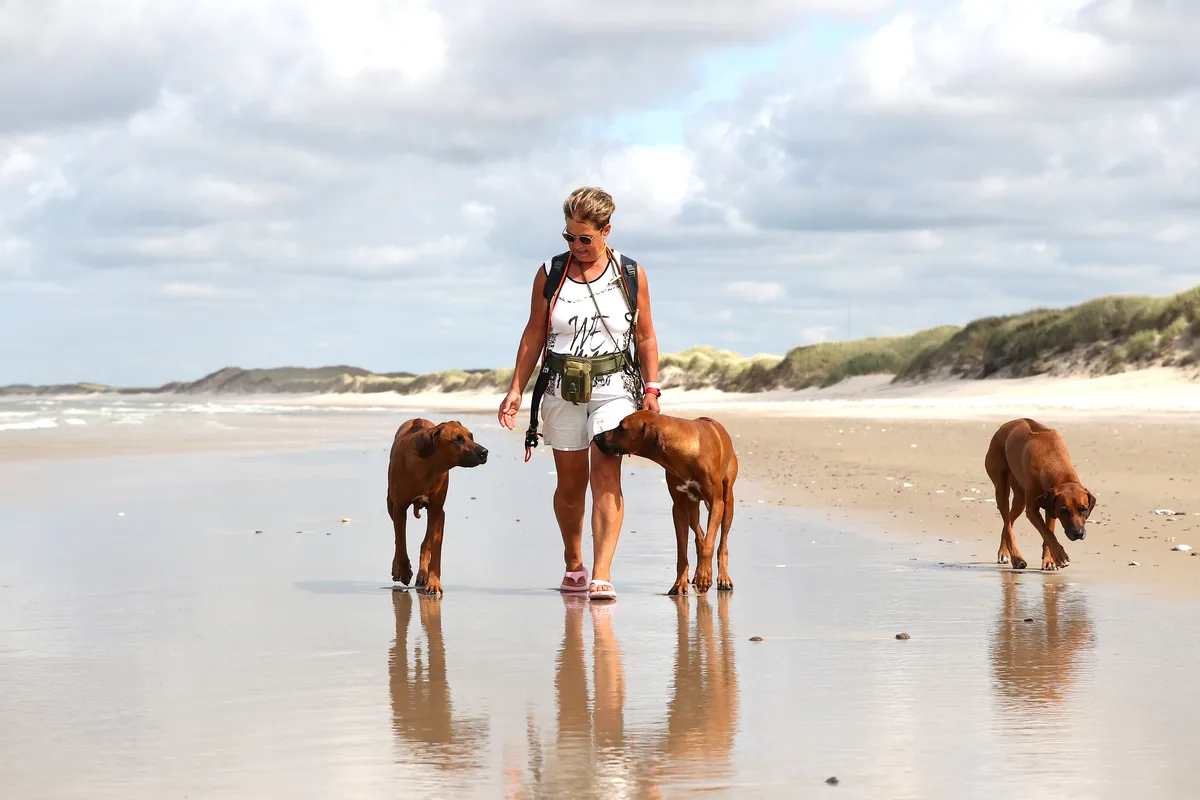 Drei Rhodesian Ridgebacks am Strand