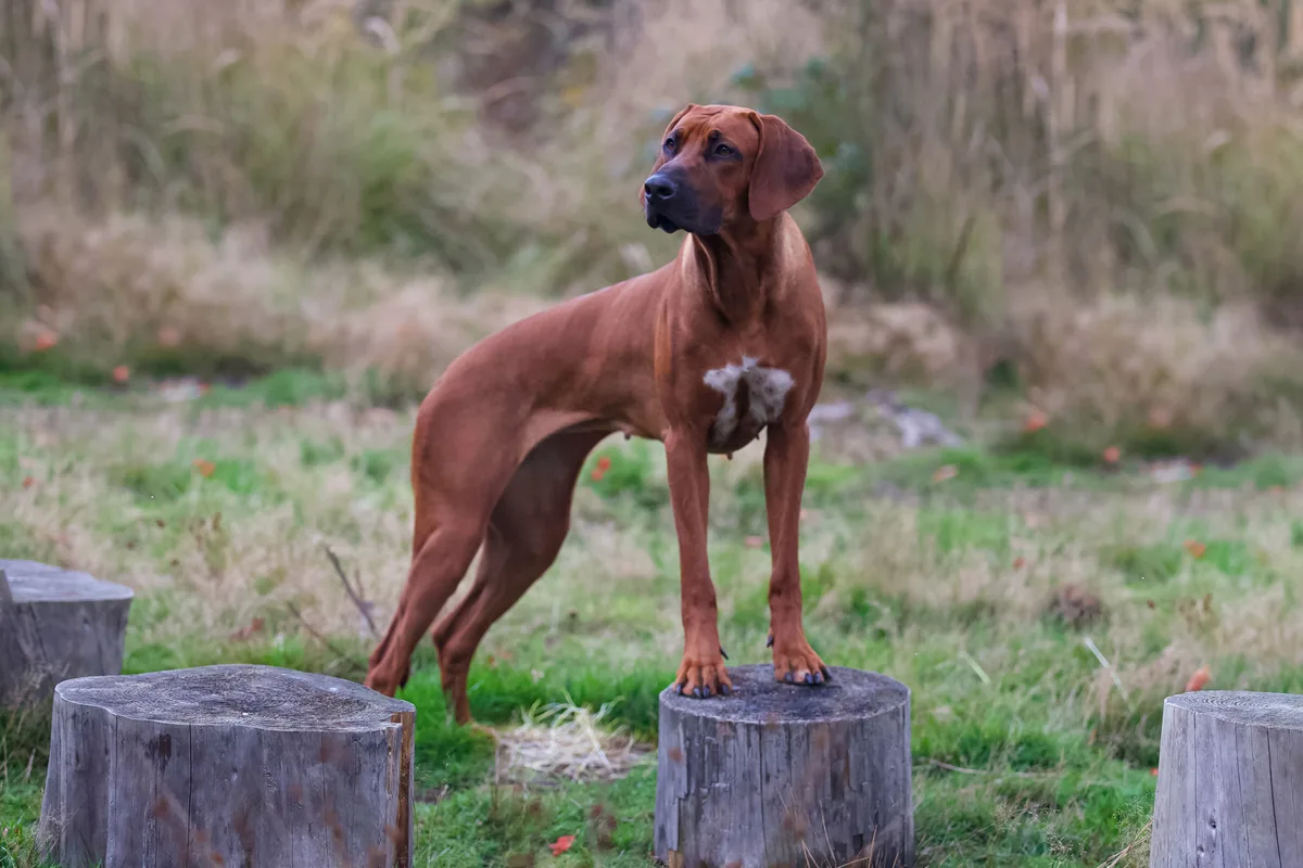 Ridgeback auf Baumstämmen