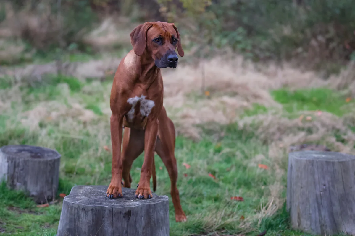 Ridgeback mit Vorderpfoten auf einem Baumstumpf