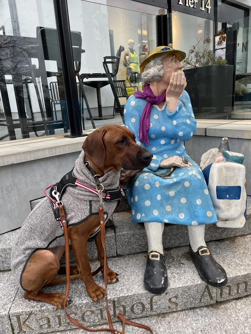 Ridgeback im Mantel neben Statue an der Promenade