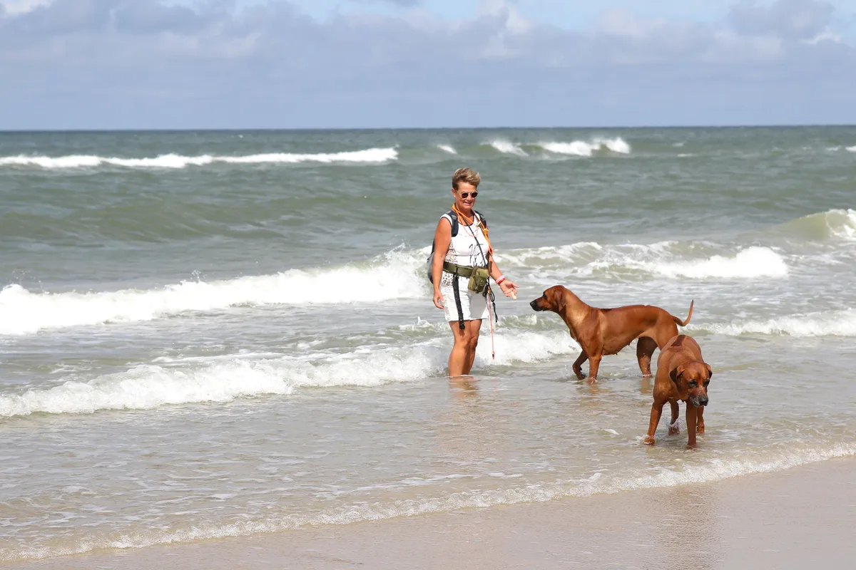Zwei Ridgebacks im Wasser am Strand
