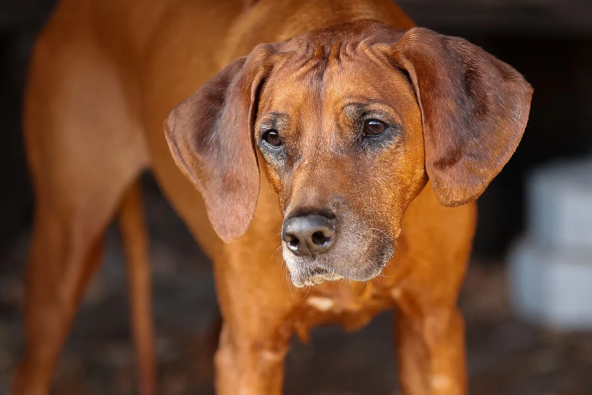 Rhodesian Ridgeback Portrait Nahaufnahme