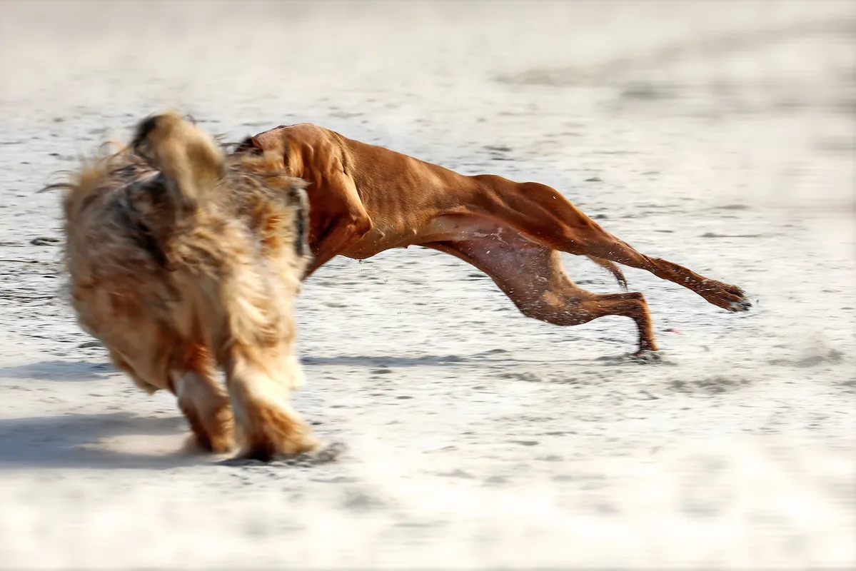 Ridgeback rennt mit Hundefreund über den Sand
