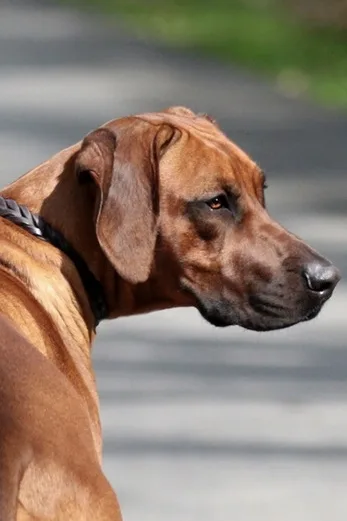Ridgeback Portrait im Profil