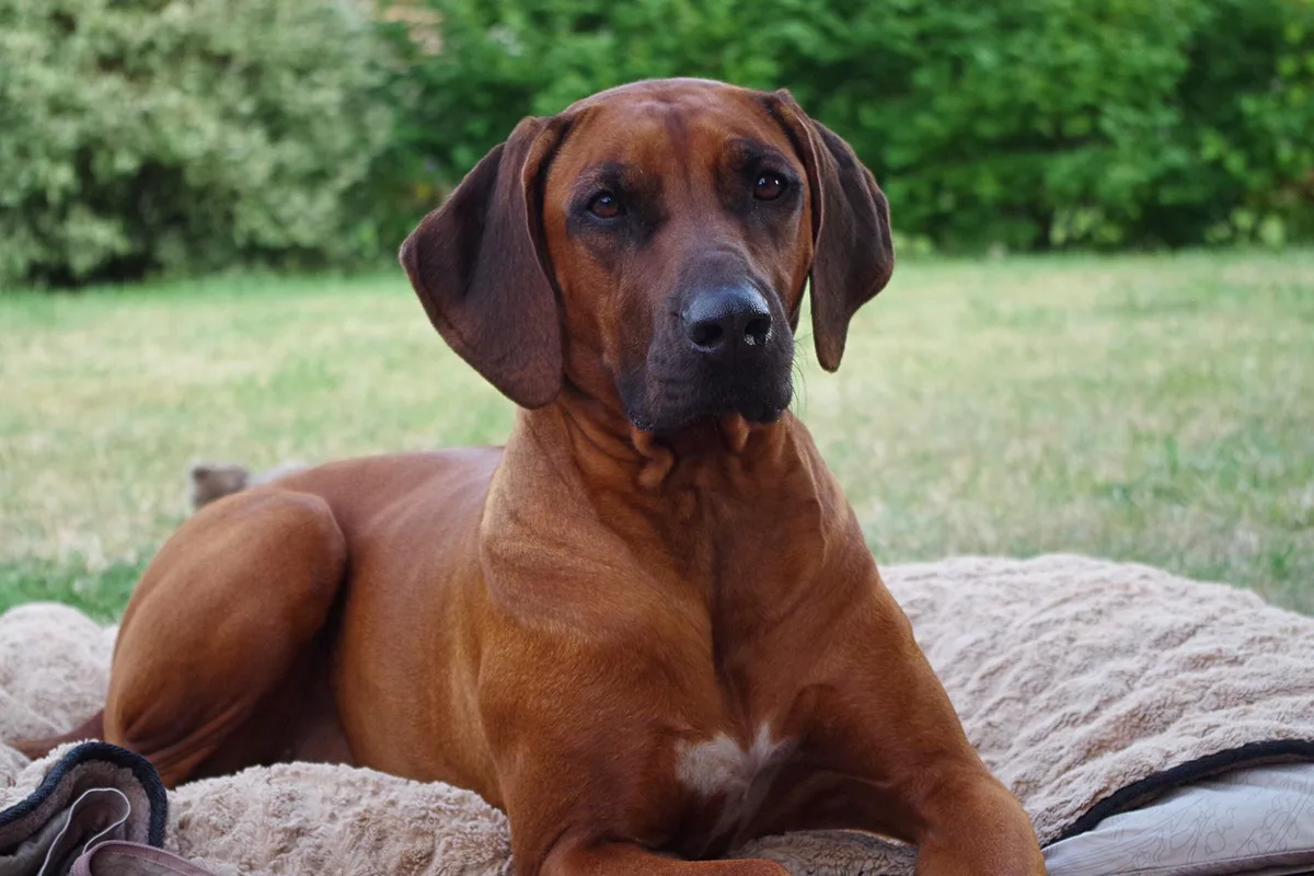 Rhodesian Ridgeback liegt auf der Decke im Garten