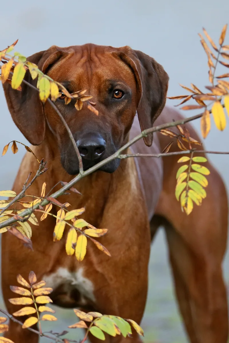 Ridgeback Portrait hinter herbstlichen Zweigen