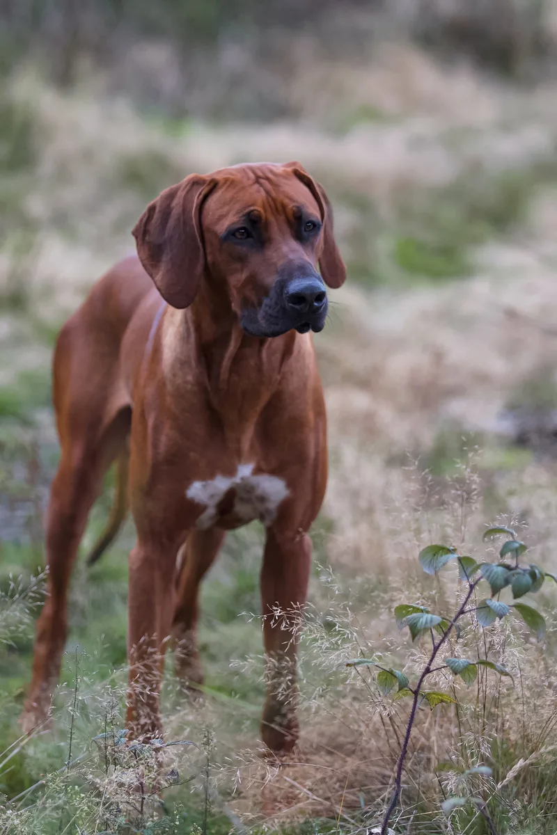 Rhodesian Ridgeback im hohen Gras