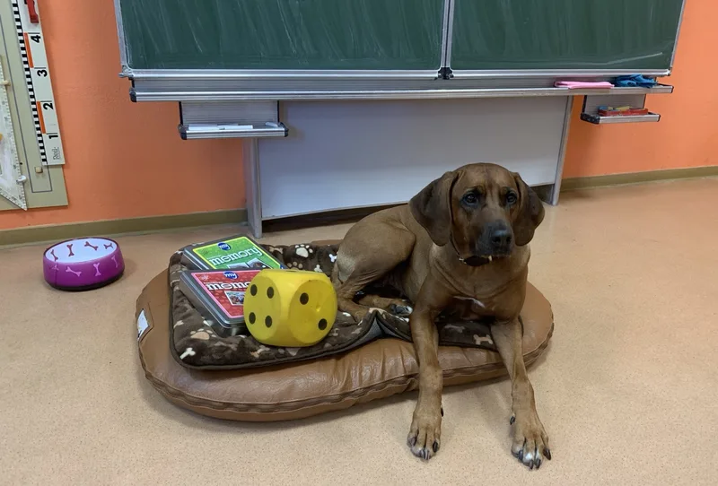 Rhodesian Ridgeback als Schulhund im Klassenzimmer